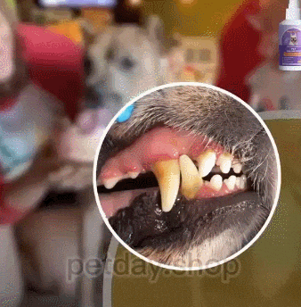 🐶🐱Dentální čisticí sprej pro psy a kočky Deodoring