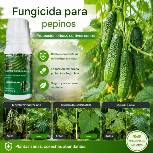 🥒【3 botellas(se puede diluir con 150 kg de agua)】Fungicida sistémico para pepinos – Control eficaz de bacteriosis, manchas amarillas y enfermedades foliares