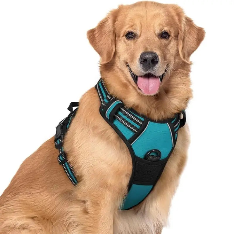 🦮Correa antitirones diseñada para perros