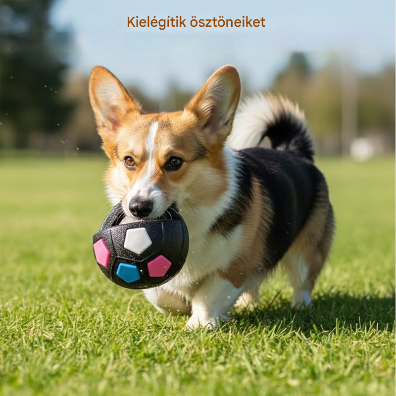 ⚽🐕🔥Kutyajáték - focilabda, interaktív harapásbiztos kiegészítő, border collie-knak, labradoroknak és corgi kutyáknak. - 4202062