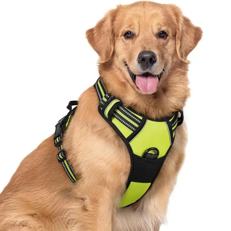 🦮Correa antitirones diseñada para perros