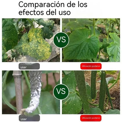 🥒【3 botellas(se puede diluir con 150 kg de agua)】Fungicida sistémico para pepinos – Control eficaz de bacteriosis, manchas amarillas y enfermedades foliares