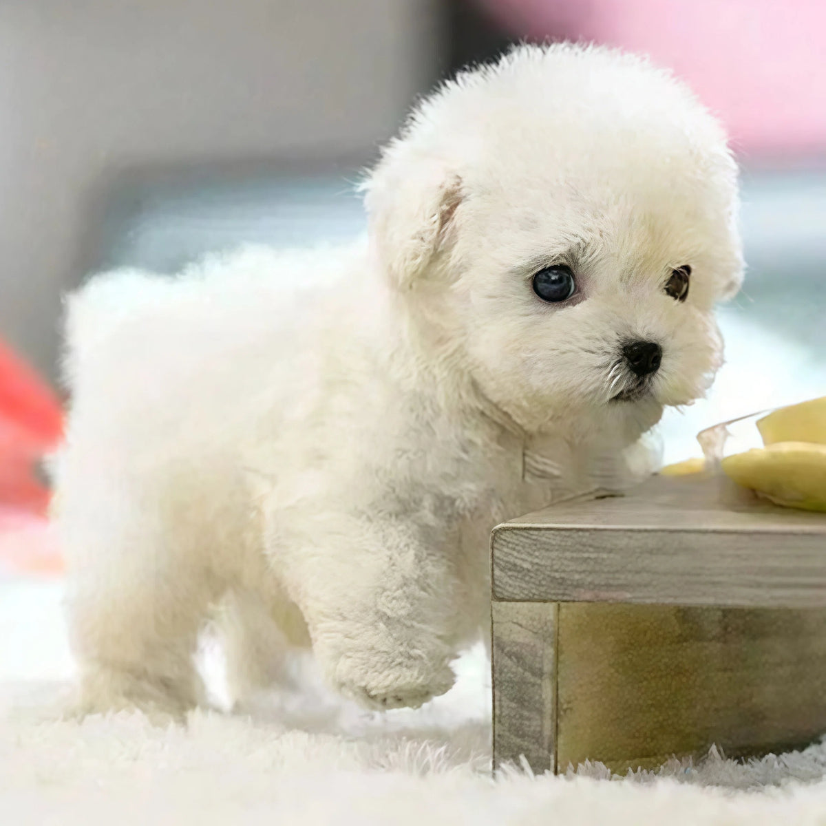 🐶 Promocja - 🔥 Pluszak Piesek My Robot-4162116